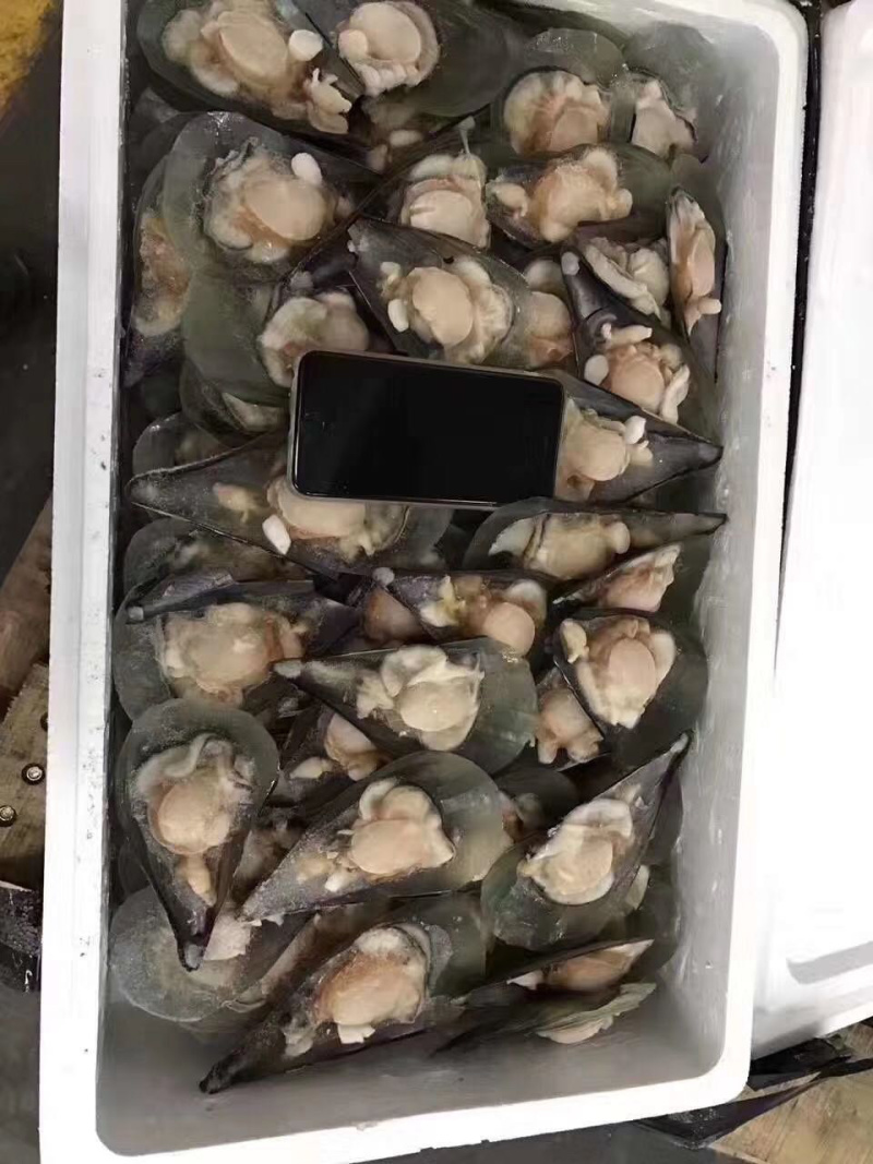带子半边冷冻带子产地直销，量大从优160粒/箱
