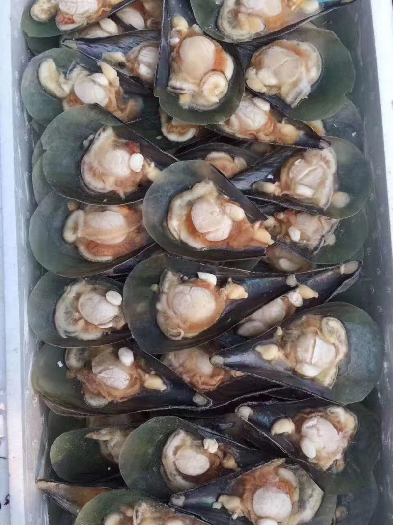 带子半边冷冻带子产地直销，量大从优160粒/箱