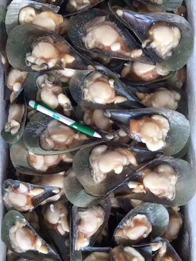 带子半边冷冻带子产地直销，量大从优160粒/箱