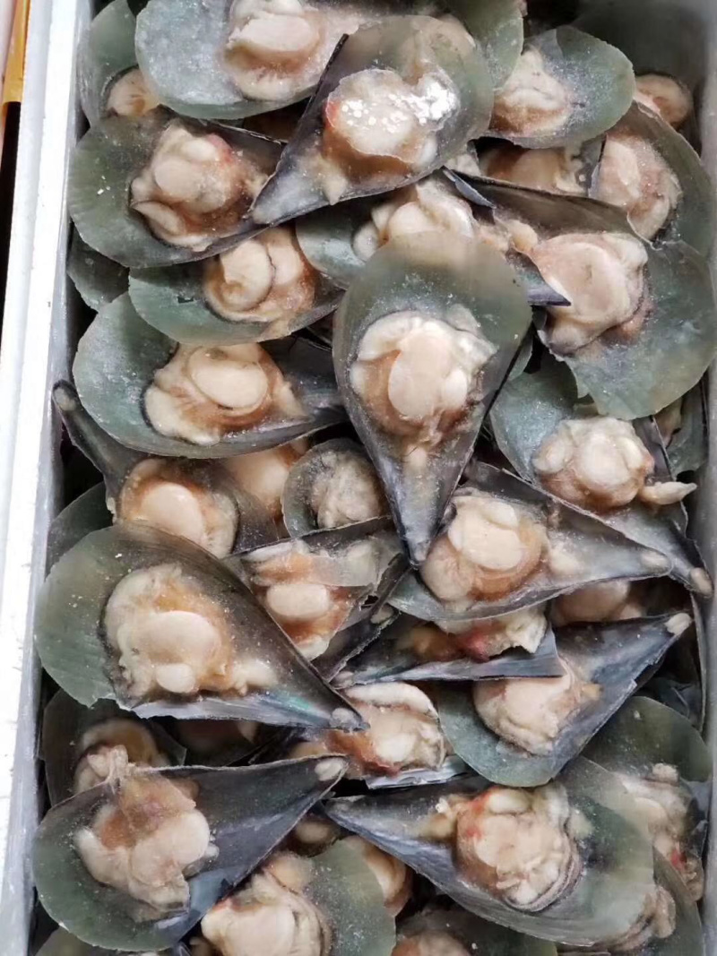 带子半边冷冻带子产地直销，量大从优160粒/箱