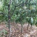 占地桃树1--10公分量大特优临沂徐州货源开心型主干型3