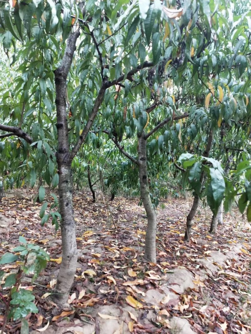 占地桃树1--10公分量大特优临沂徐州货源开心型主干型3