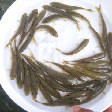 黄鳝鱼苗提供养殖技术包邮包运费量大从优