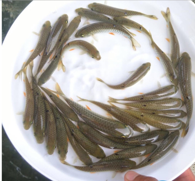 黄鳝鱼苗提供养殖技术包邮包运费量大从优