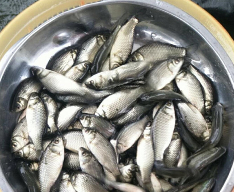 黄鳝鱼苗提供养殖技术包邮包运费量大从优