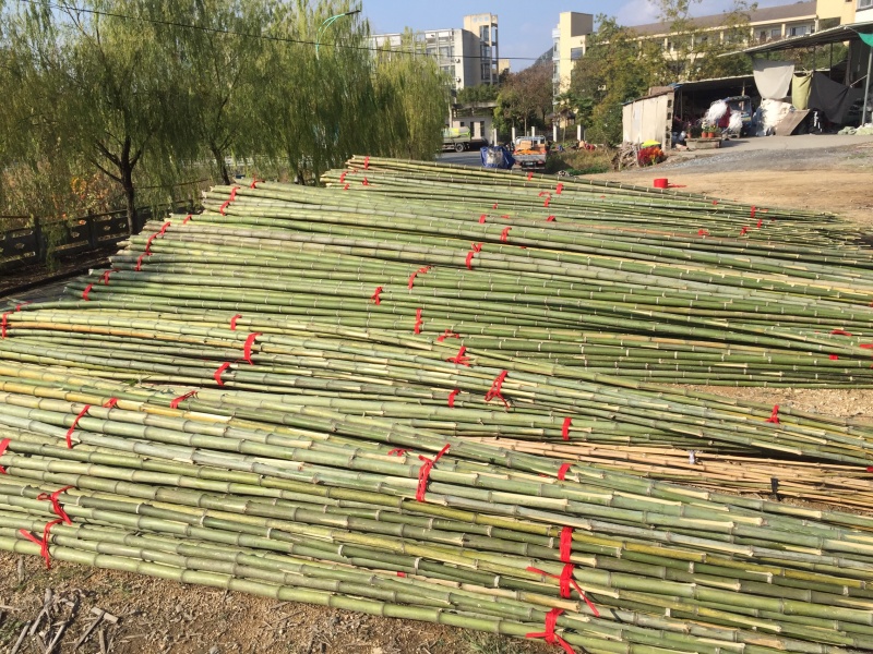 长年出售各个品种各种规格竹杆