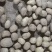 丽薯土豆产地直销支持视频看货可打冷量大优惠，欢迎选购