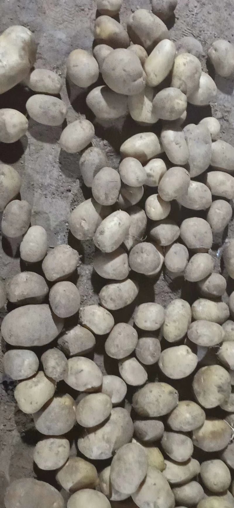 丽薯土豆产地直销支持视频看货可打冷量大优惠，欢迎选购