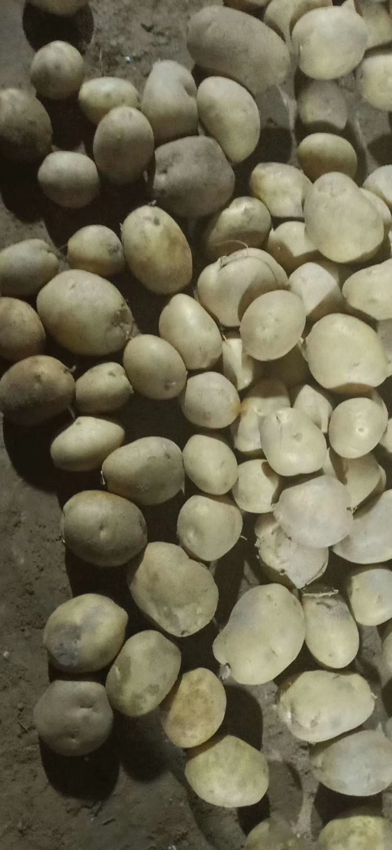 丽薯土豆产地直销支持视频看货可打冷量大优惠，欢迎选购