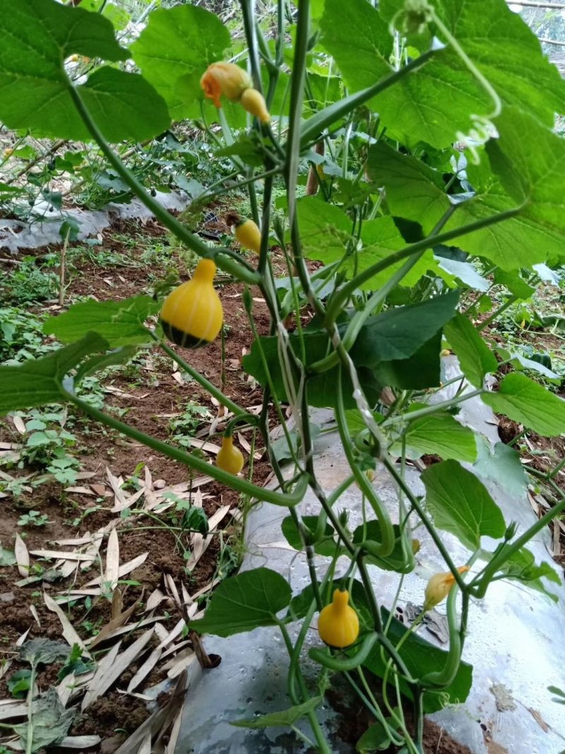 鸳鸯梨南瓜种子麦克风玩皮小南瓜玩具观赏爬藤南瓜种子