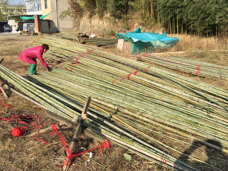长年出售各个品种各种规格竹杆
