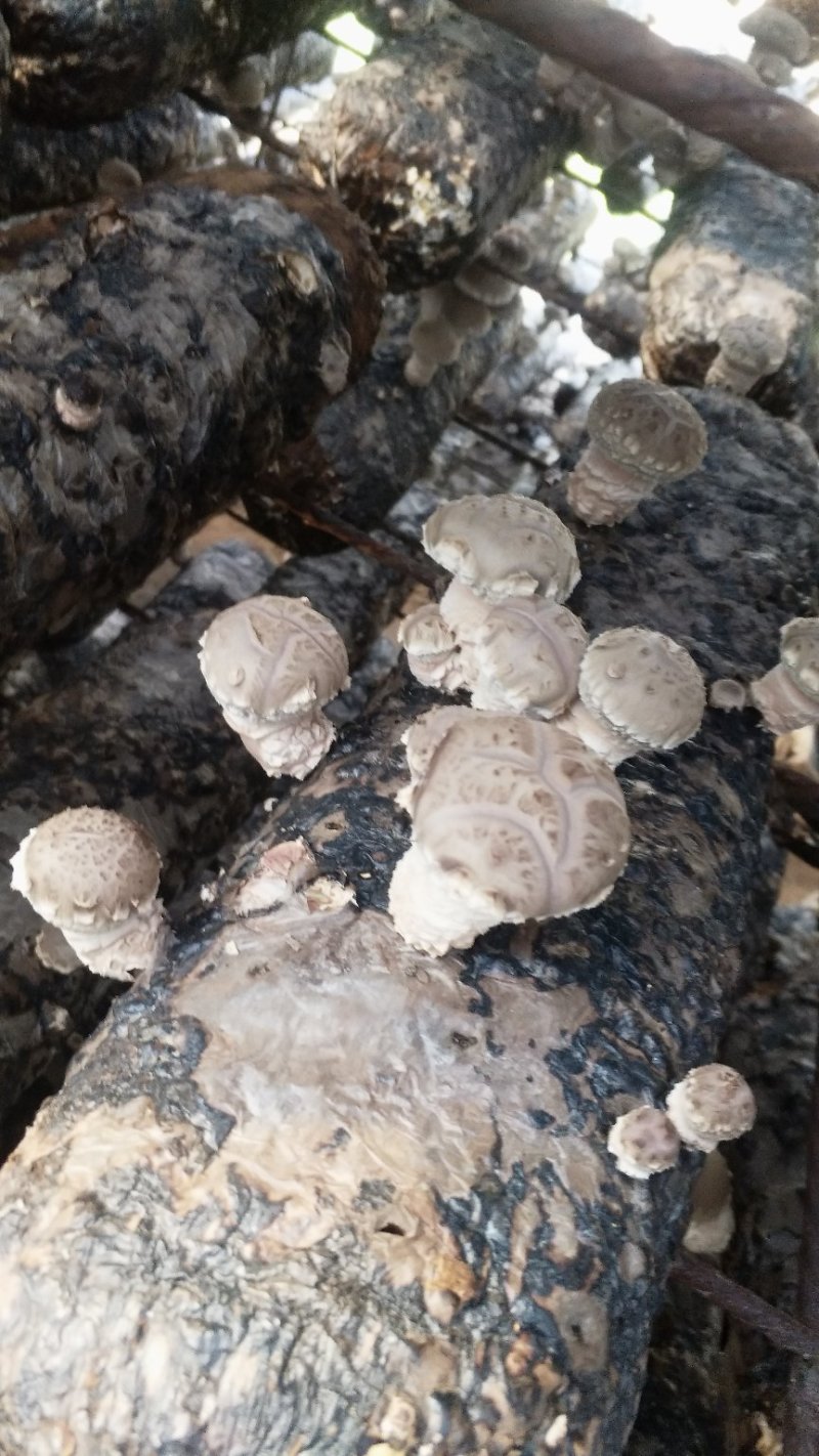 香菇