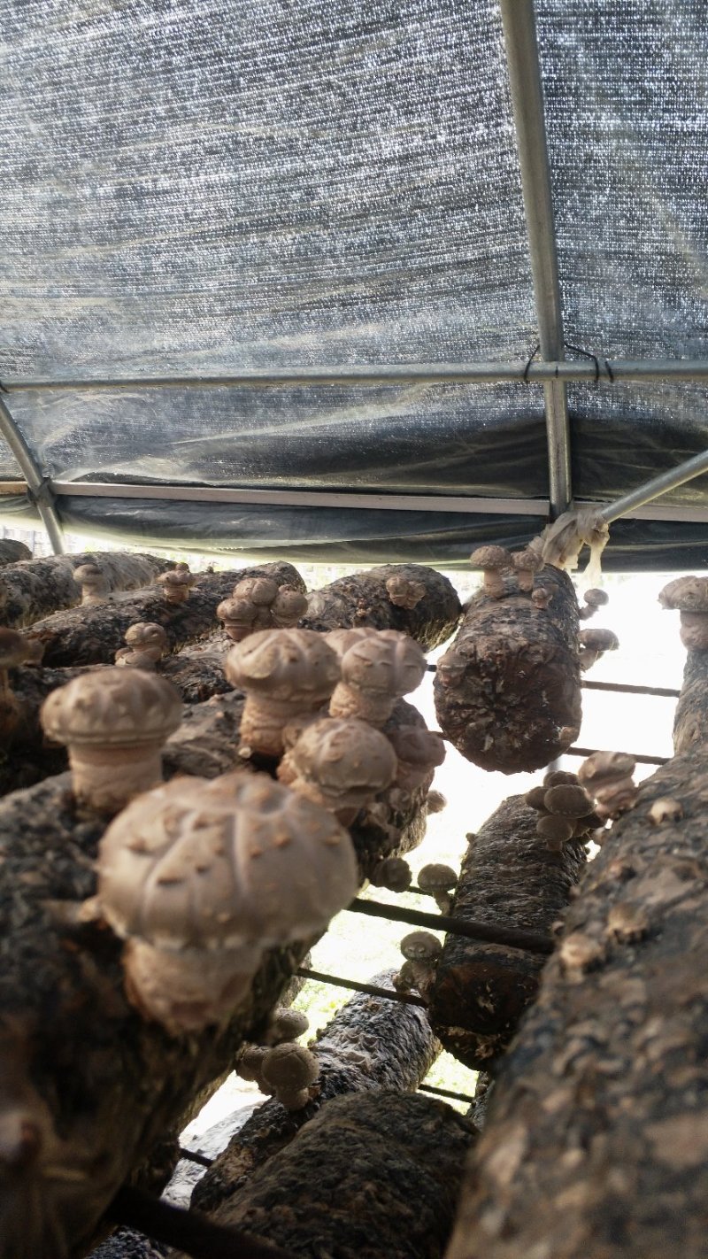 香菇