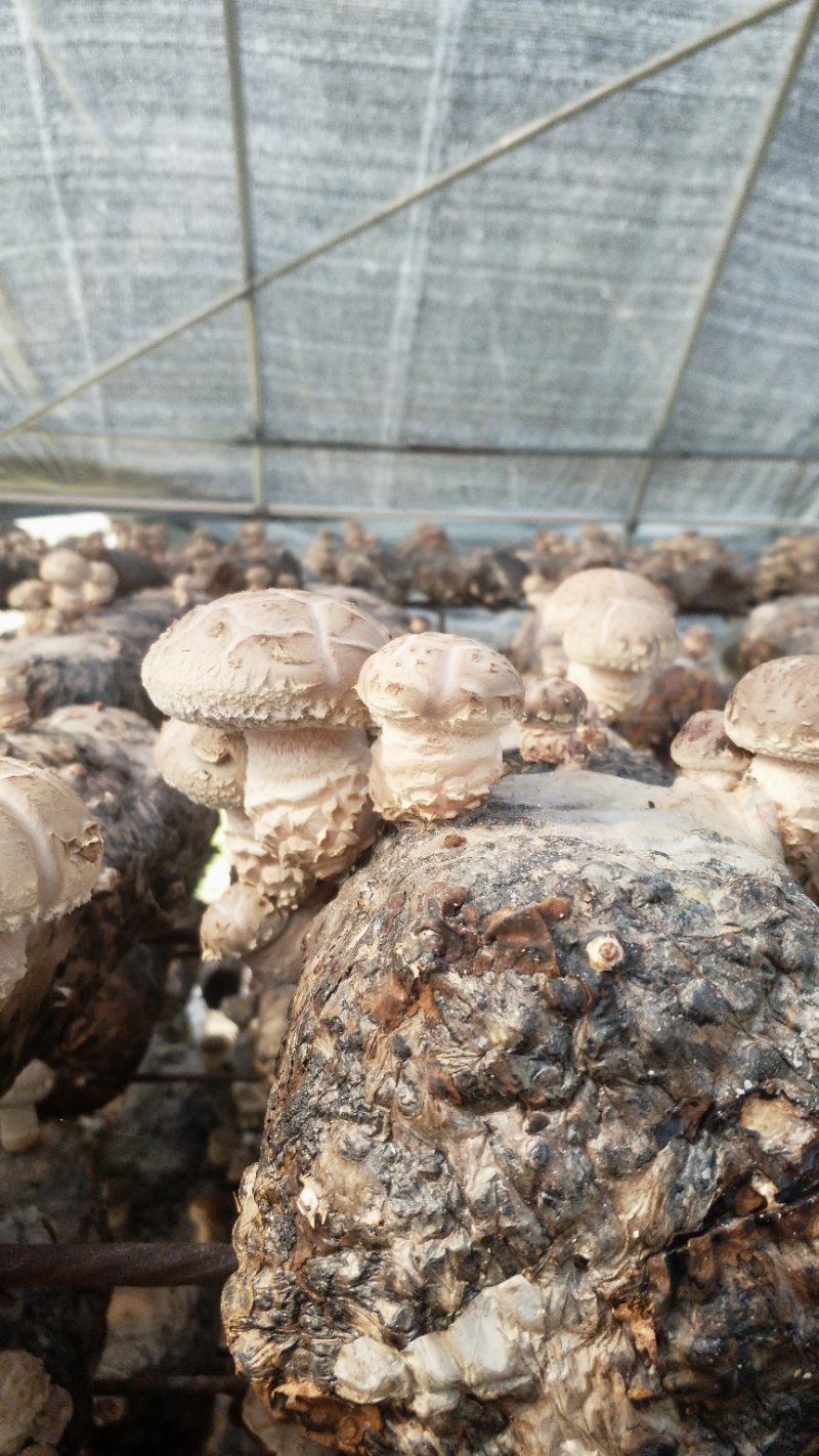 香菇