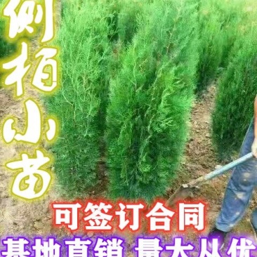 【一手货源】侧柏现挖现发，成活率高，欢迎客户咨询