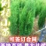 【一手货源】侧柏现挖现发，成活率高，欢迎客户咨询