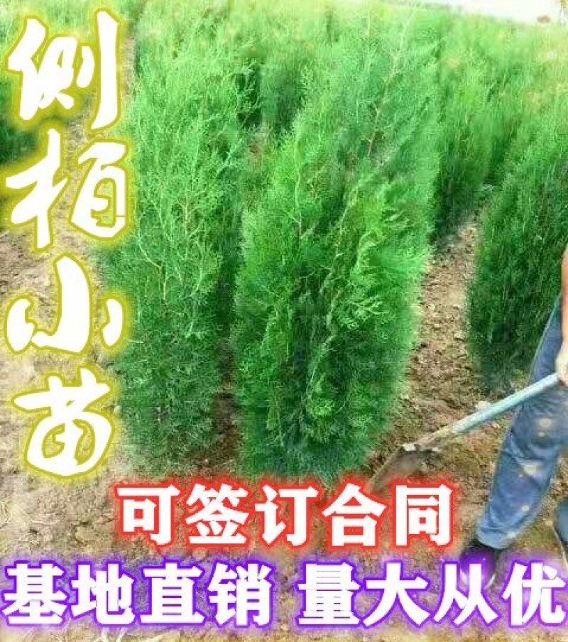 【一手货源】侧柏现挖现发，成活率高，欢迎客户咨询