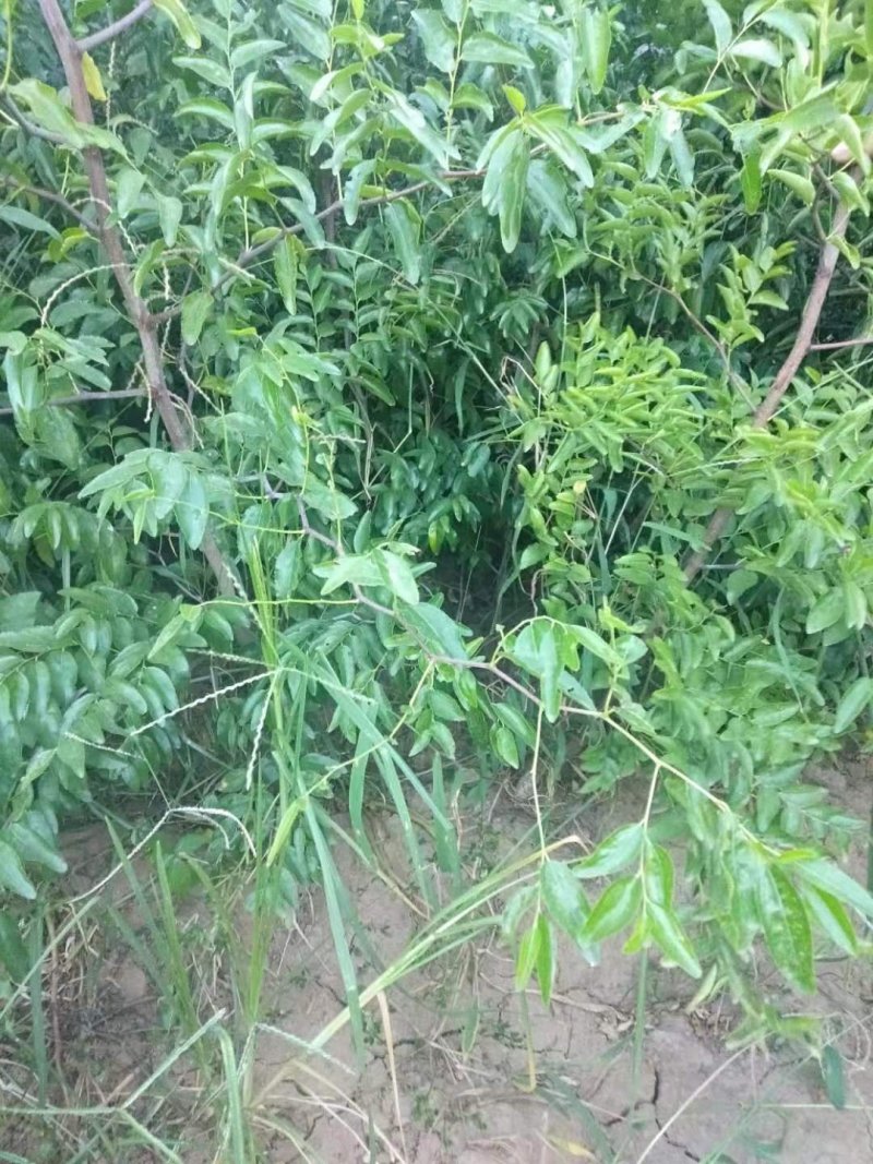 冬枣树苗，沾化冬枣树苗价格合理山西运城