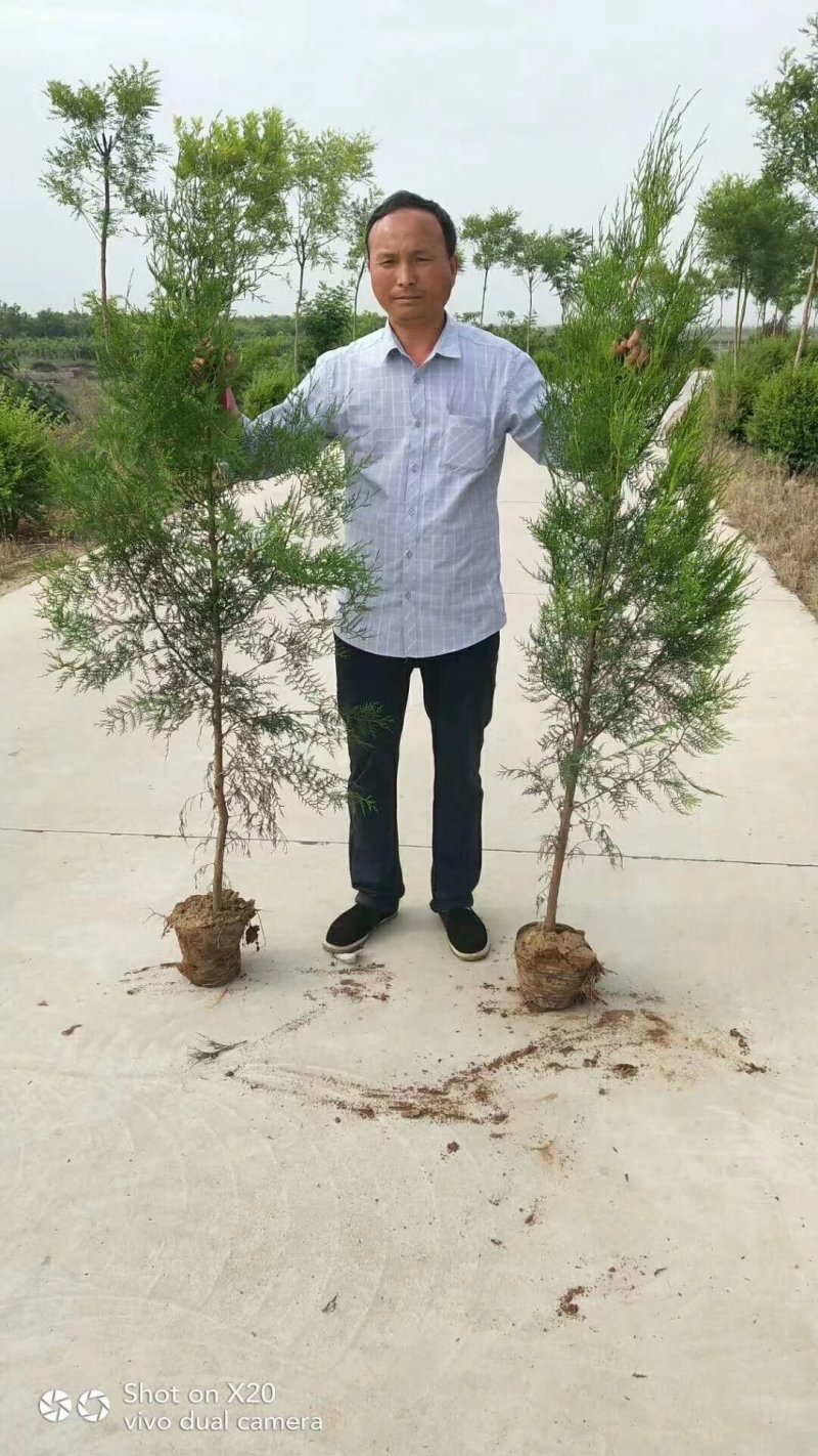 【一手货源】侧柏现挖现发，成活率高，欢迎客户咨询