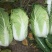 黄心白菜精品白菜玲珑黄大黄心产地直发物美价廉