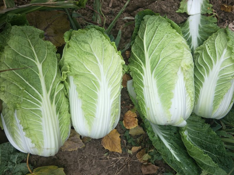 黄心白菜精品白菜玲珑黄大黄心产地直发物美价廉
