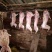 肉兔，农家自制烤兔，腊兔