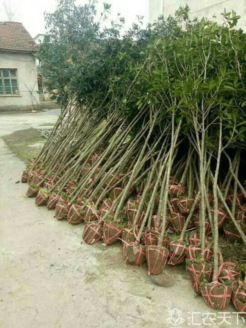 咸宁百桂园基地大量出售，4公分桂花树，品质好，价格低。