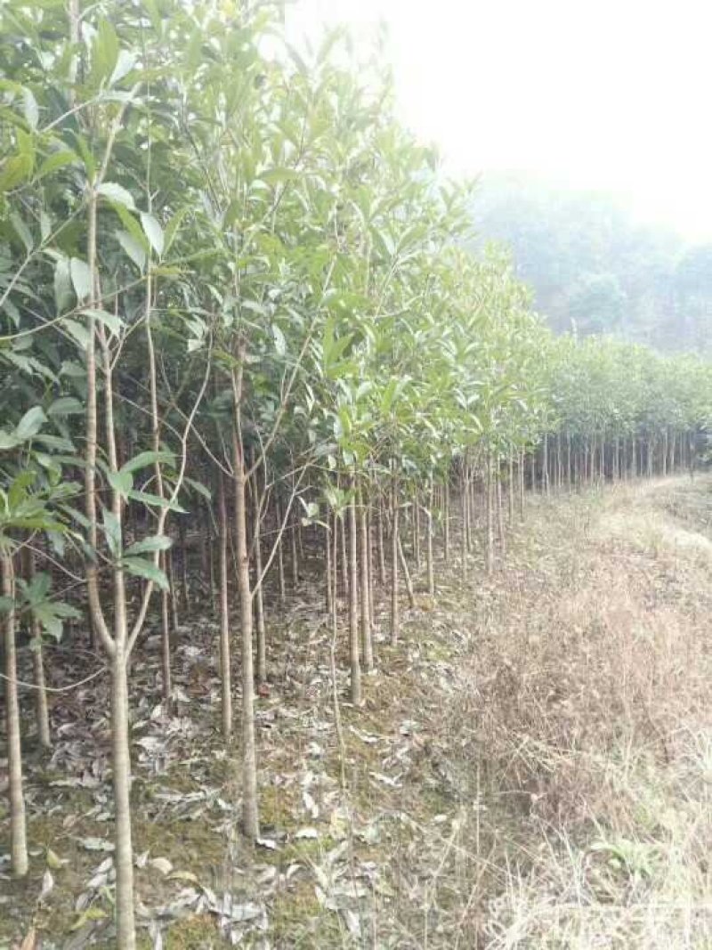 咸宁百桂园基地大量出售，4公分桂花树，品质好，价格低。