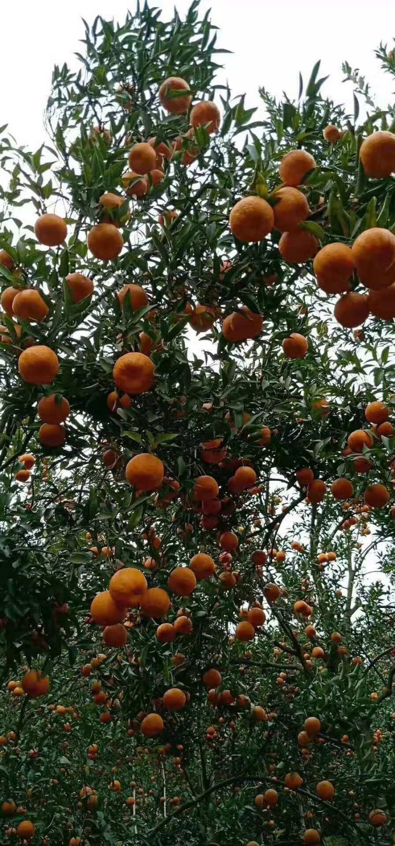 不知火丑八怪大量供应价钱实惠，随行就市