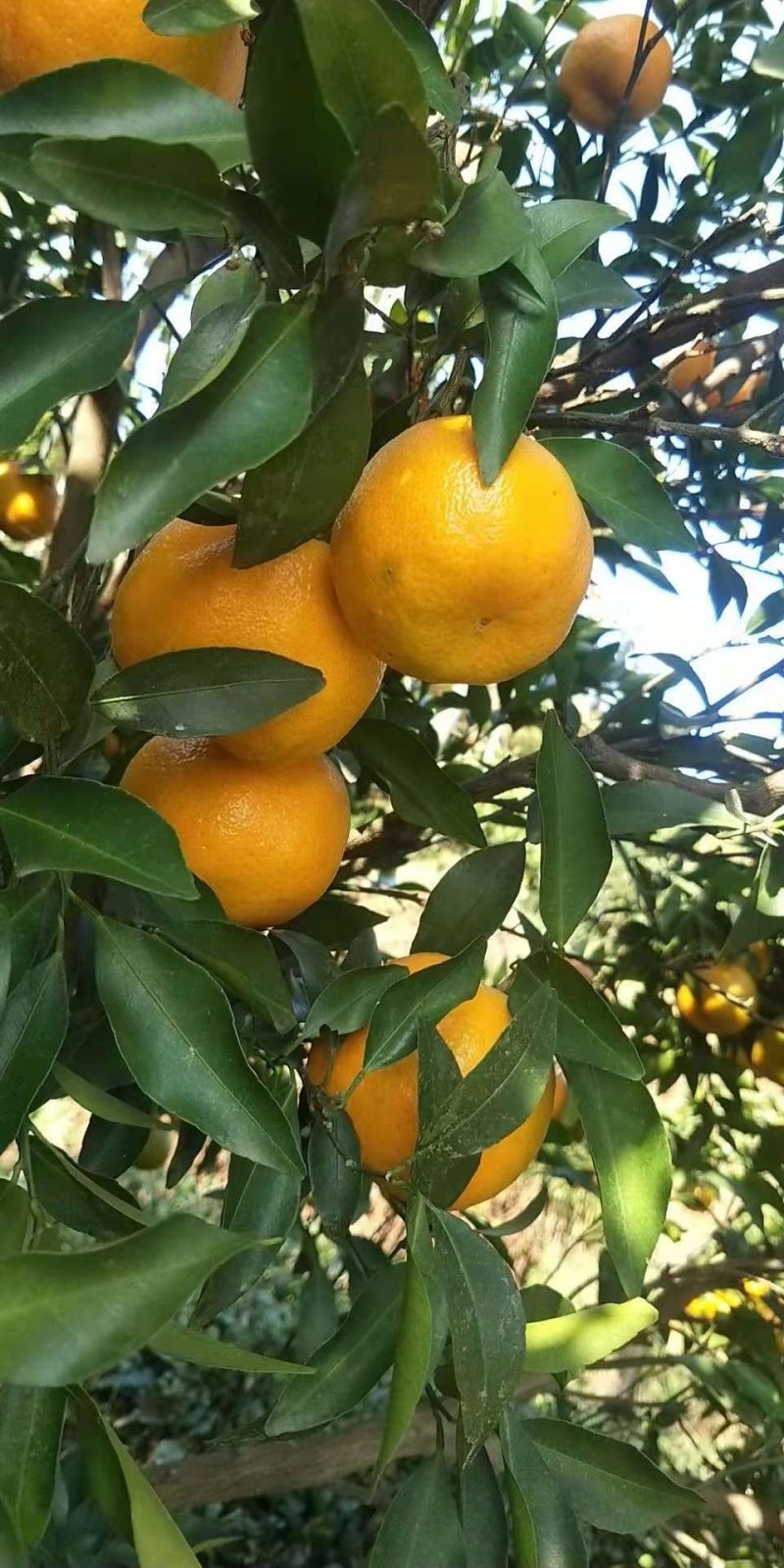 不知火丑八怪大量供应价钱实惠，随行就市