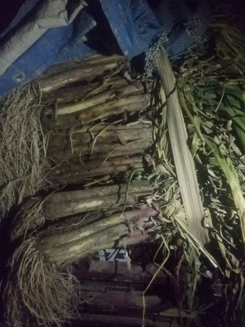 甘肃靖远红葱大葱，青葱上市，物优价廉，欢迎采购