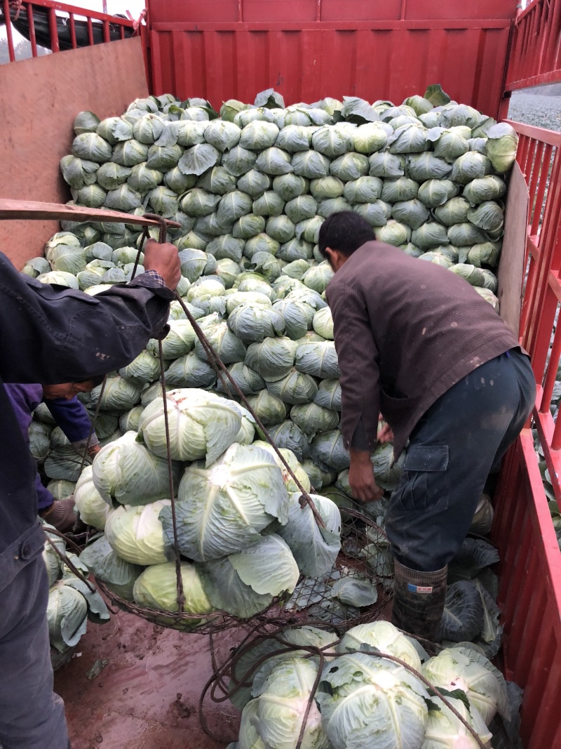 湖南扁包菜、商超品质，一手货源，基地现发，可对接全国市场