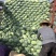 湖南扁包菜、商超品质，一手货源，基地现发，可对接全国市场