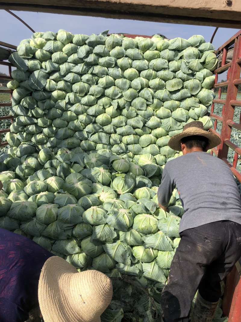 湖南扁包菜、商超品质，一手货源，基地现发，可对接全国市场