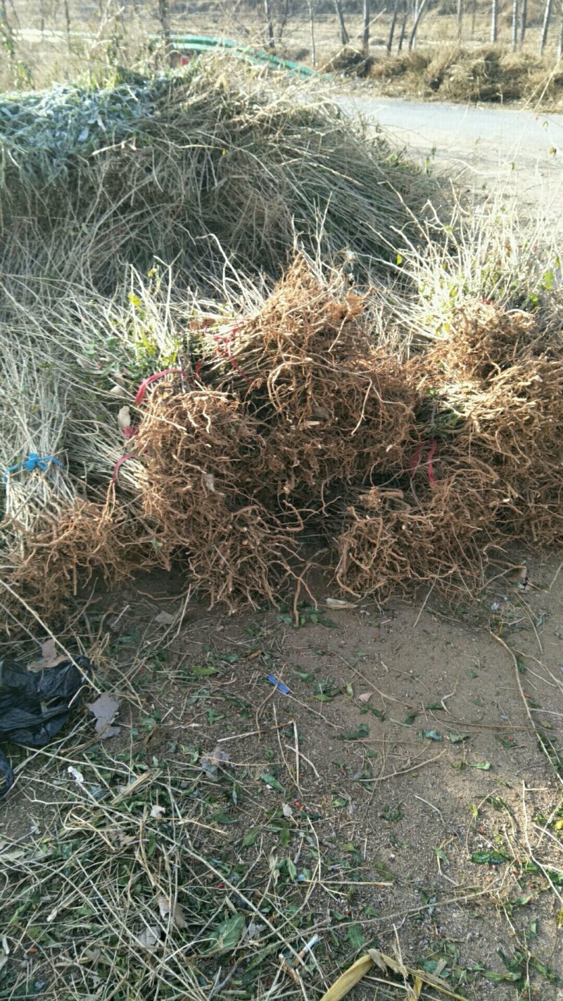 枸杞苗批发产地出售枸杞苗适合南北方种植好成活当年结果