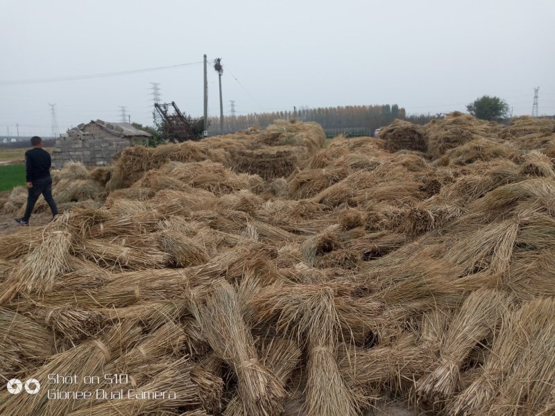 大量供应手割机割稻草秸秆