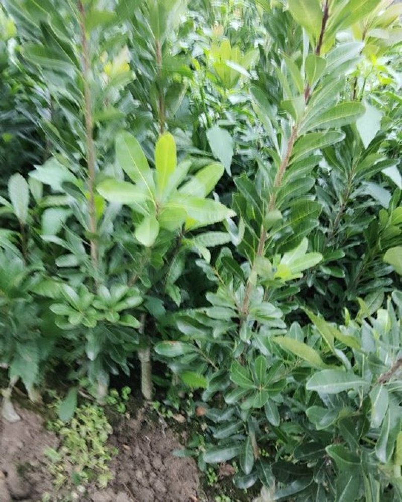 杨梅苗黑魁杨梅苗果大丰产性强不掉果效益好