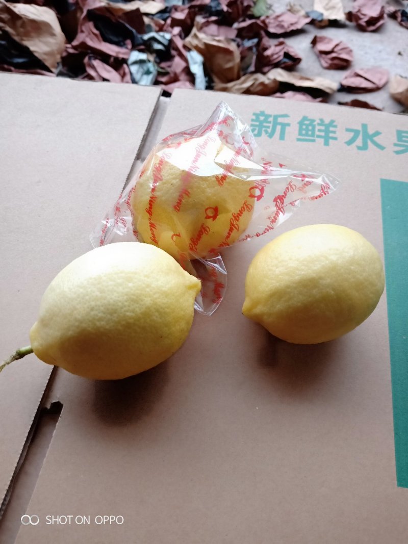 安岳尤力克柠檬皮薄汁多颗粒饱满批发零售代发量大从优