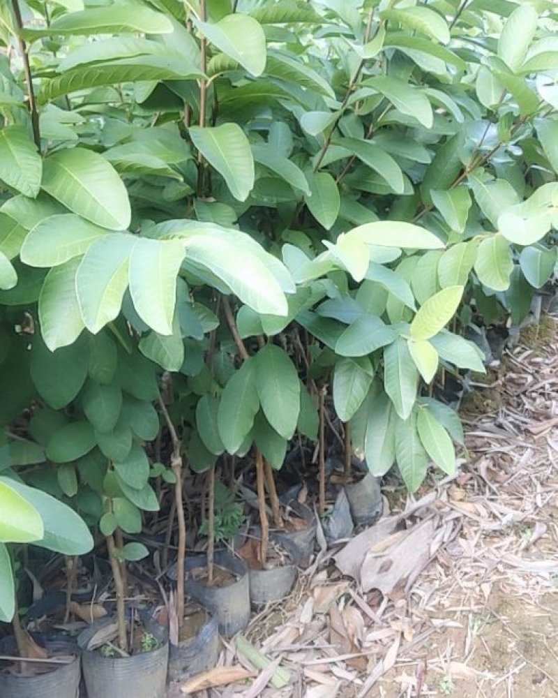 基地直供嫁接珍珠番石榴苗、西瓜芭苗/红宝石番石榴苗