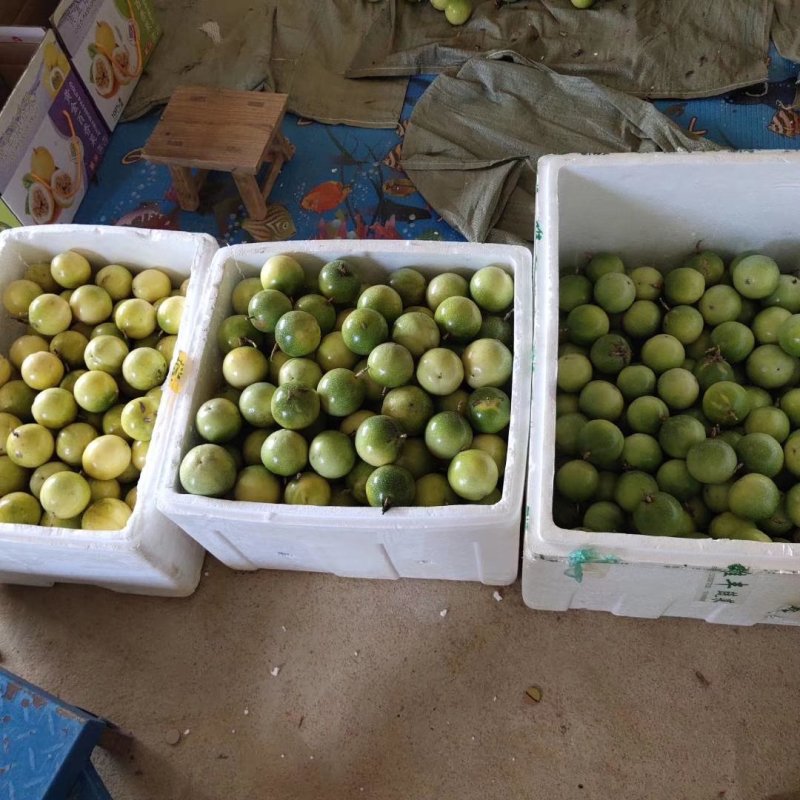 嫁接广西灵山芭乐味百香果苗/蜂蜜味百香果苗/黄金百香果苗