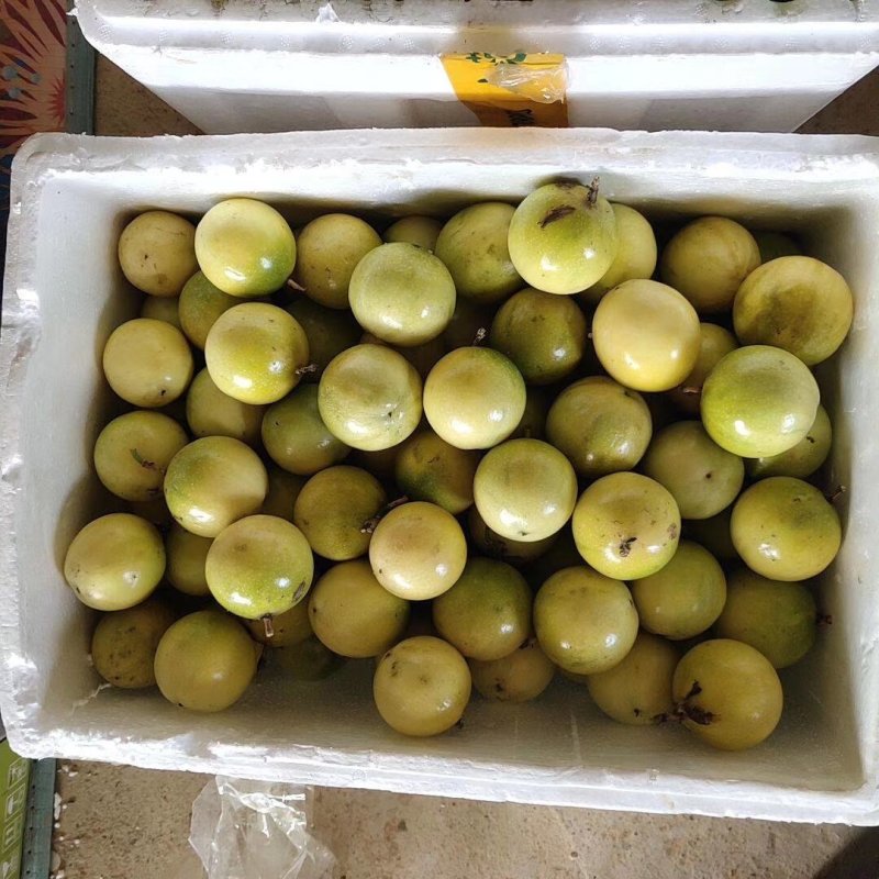 嫁接广西灵山芭乐味百香果苗/蜂蜜味百香果苗/黄金百香果苗