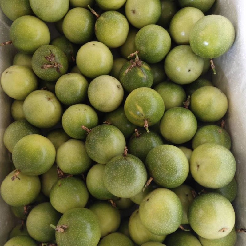 嫁接广西灵山芭乐味百香果苗/蜂蜜味百香果苗/黄金百香果苗