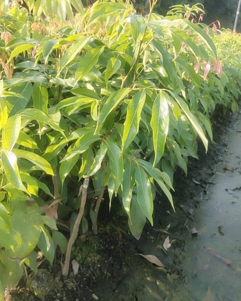 嫁接苗妃子笑荔枝杯苗/基地直供，坏苗包赔，妃子笑荔枝苗