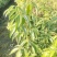 嫁接无核荔枝苗，基地直供坏苗包赔无核荔枝苗，无核荔枝树苗