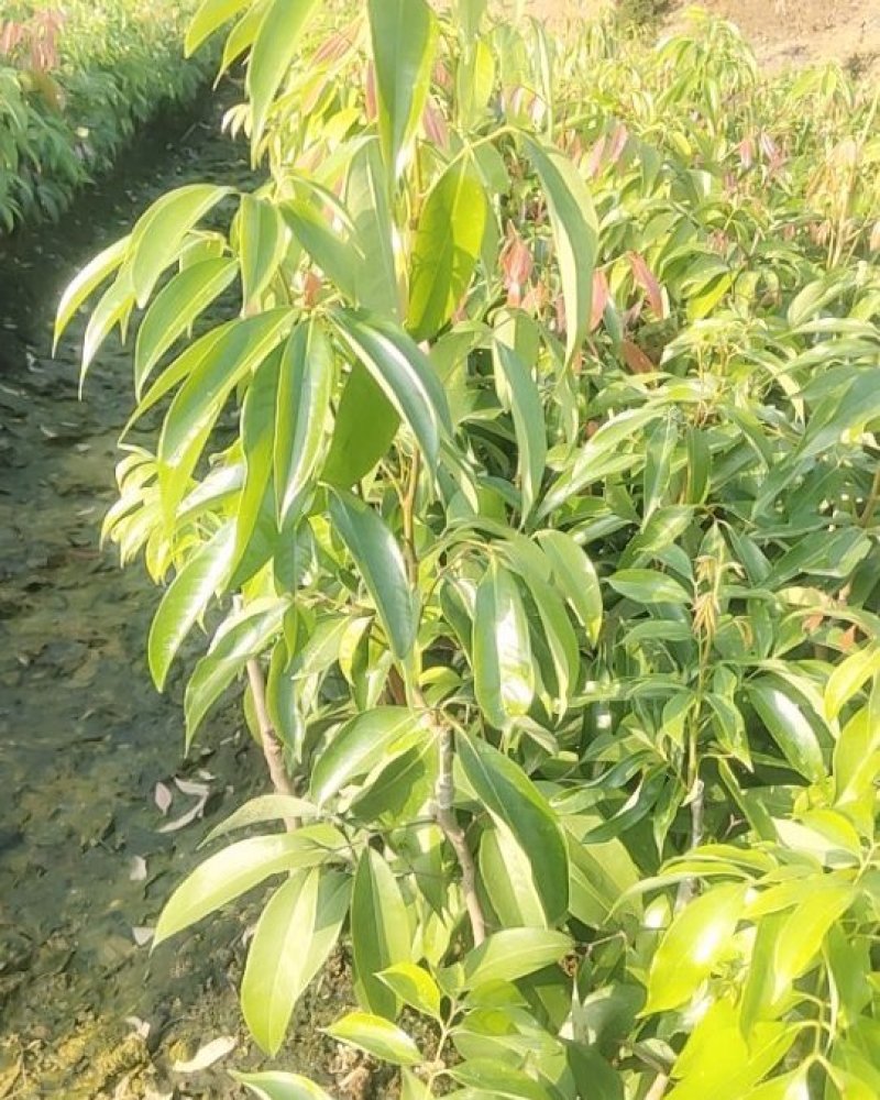 嫁接无核荔枝苗，基地直供坏苗包赔无核荔枝苗，无核荔枝树苗