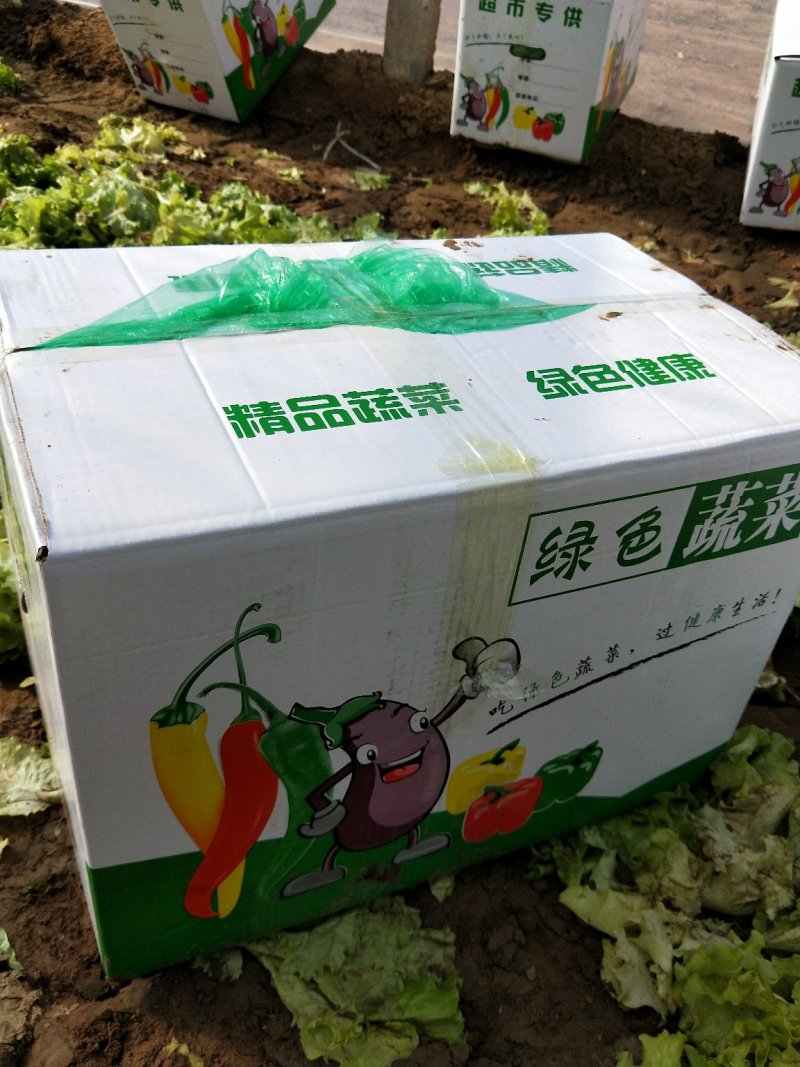 生菜上市1111111！！！！！！！！！！