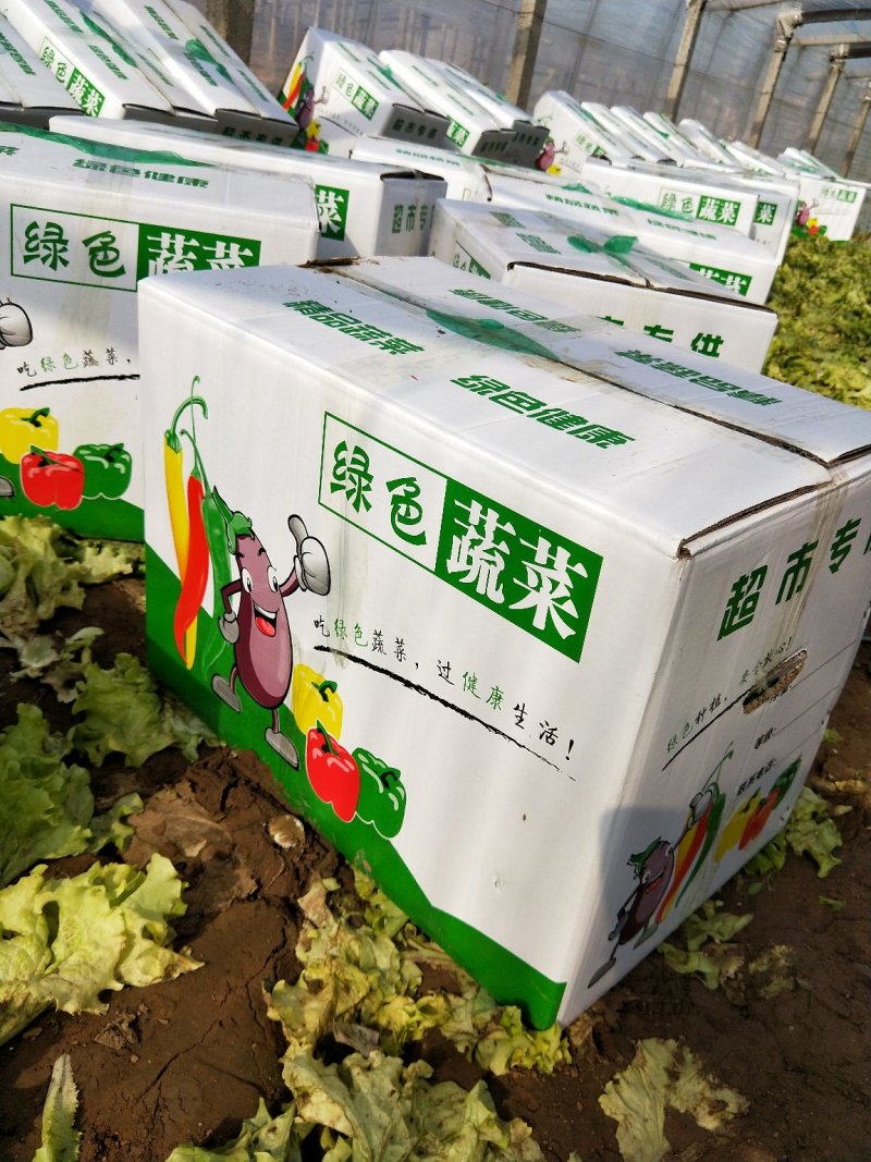 生菜上市1111111！！！！！！！！！！