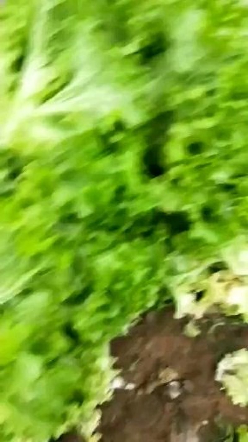 散叶生菜。。。。。。。。