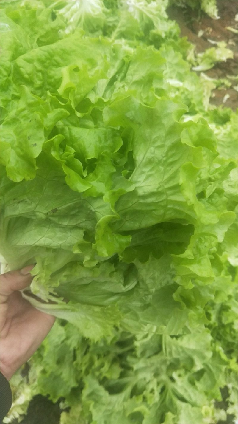 散叶生菜。。。。。。。。