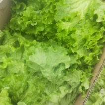 散叶生菜。。。。。。。。